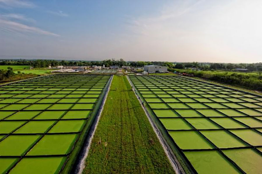 pinsdaddy algae farms ndash the future of biofuel green city times blog 01